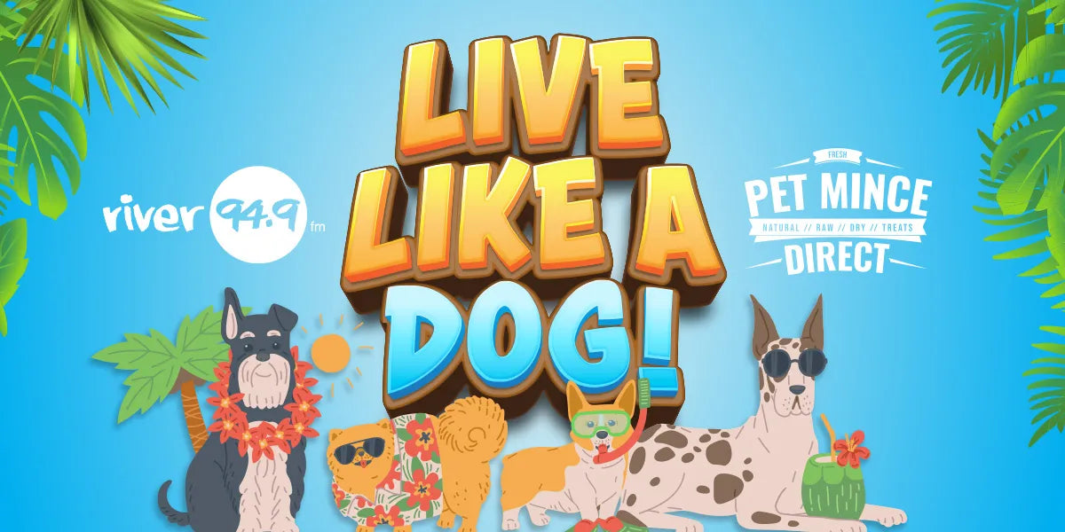 Let’s be honest… Domestic dogs have a pretty good life.